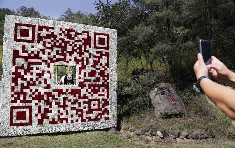 Panda posa en un gigantesco código QR