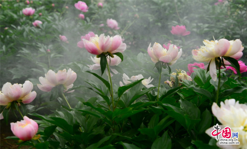 Disfruta de las flores de la Gran Muralla de Jinshanling