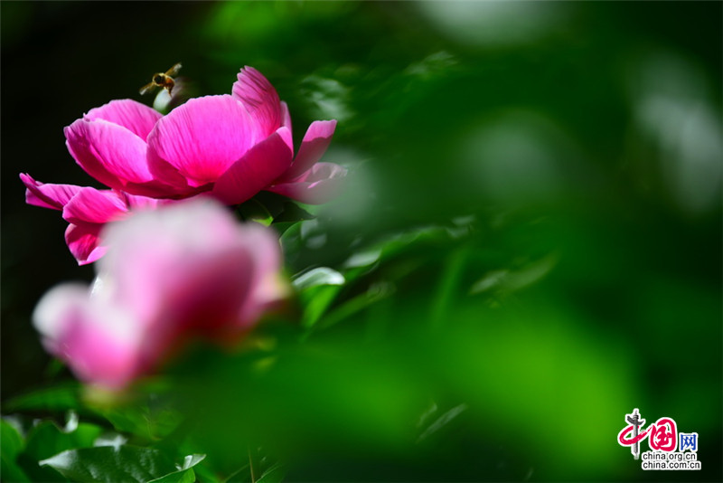 Disfruta de las flores de la Gran Muralla de Jinshanling