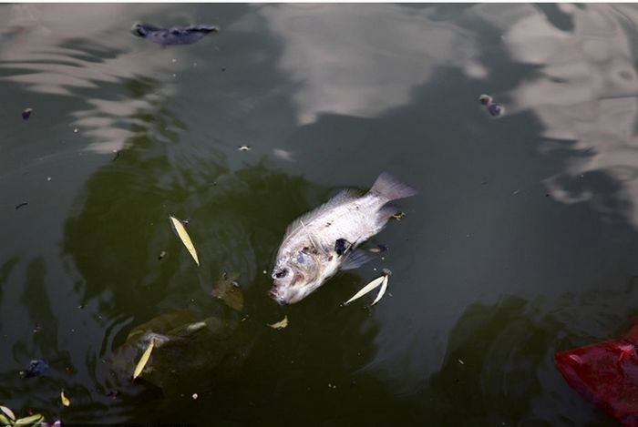 10 toneladas de peces enterrados vivos en un vertedero de Guangdong