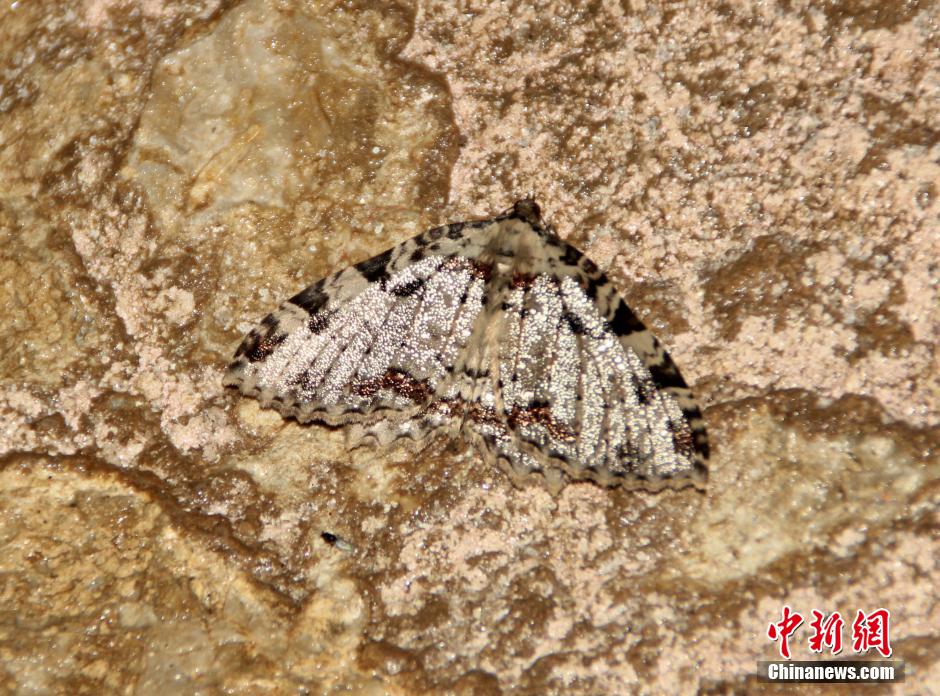 Chengdu descubre por primera vez el camarón de cueva, la polilla y otras nuevas especies