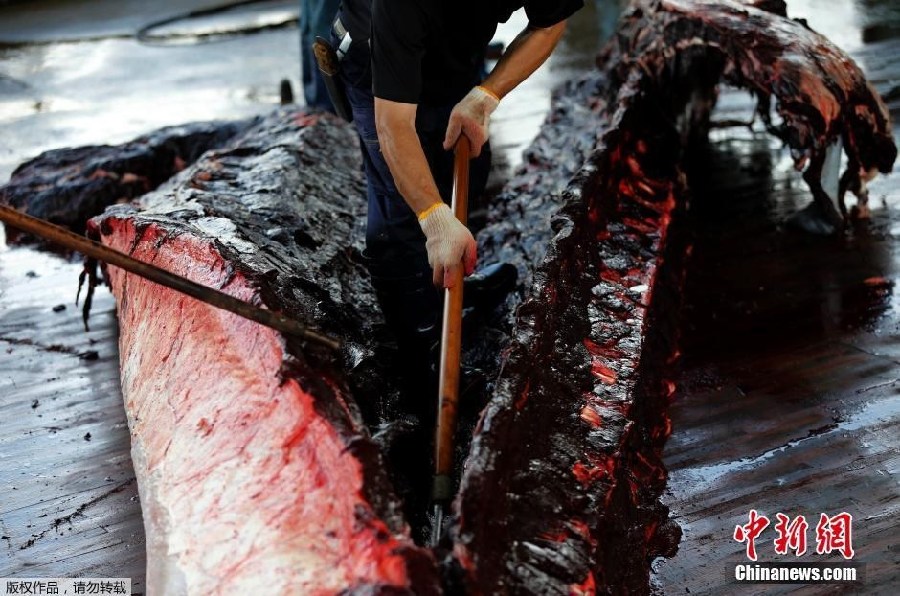 Japón inicia la campa?a de caza de ballenas en el Pacífico Norte