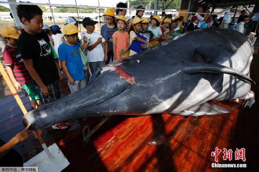 Japón inicia la campa?a de caza de ballenas en el Pacífico Norte