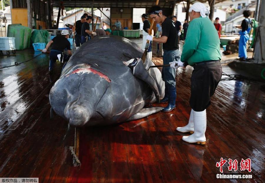 Japón inicia la campa?a de caza de ballenas en el Pacífico Norte