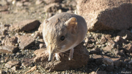 Un "ratón " namibio es familia de los elefantes