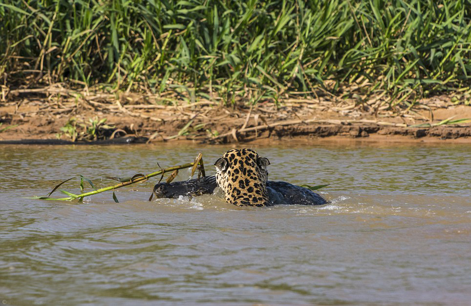 El leopardo caza cocodrilo