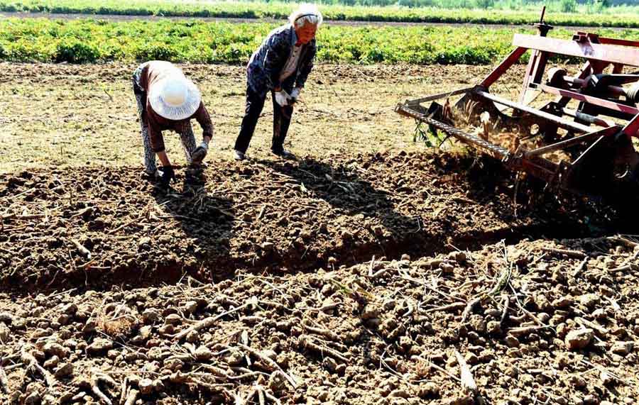 Agricultores cosechan Baizhi en un pueblo de Bozhou, provincia de Anhui, 21 de julio del 2014.