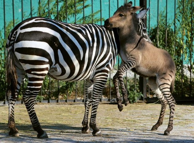 Un ceburro se convierte en la atracción del zoológico de Crimea