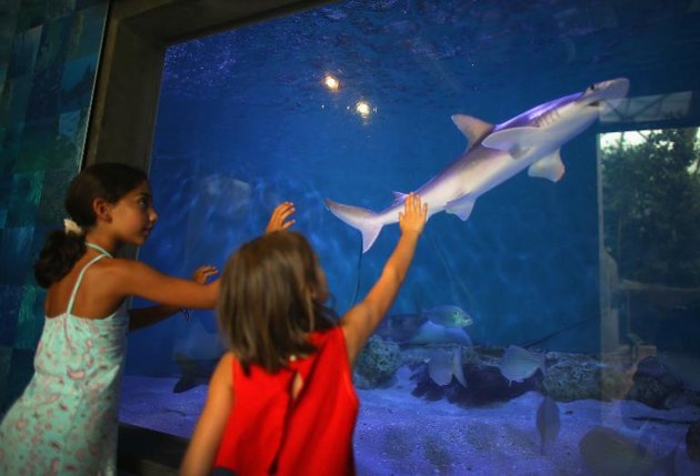 Ni?o de 12 a?os pesca tiburón gigante en EEUU