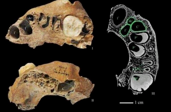 Un estudio apunta que Asia pudo estar habitada por una especie humana desconocida