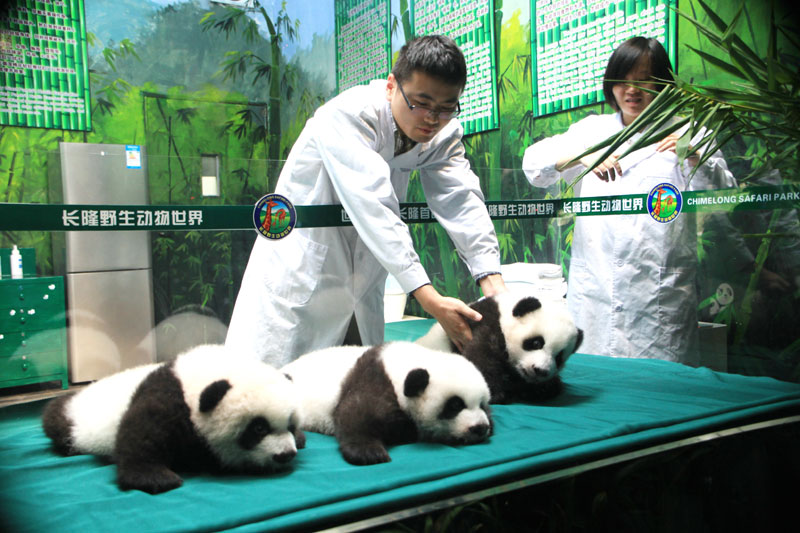 Los tres cachorros trillizos de panda gigante celebran sus 100 días de vida el miércoles en el Parque Safari Chime Long de Guangzhou, capital de la provincia de Guangdong. Son los trillizos que más tiempo han sobrevivido en la historia. [Fotografía por Zou Zhongpin/Asianewsphotos]