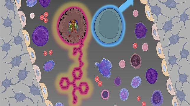 Los estrógenos protegen contra ciertos tipos de leucemia