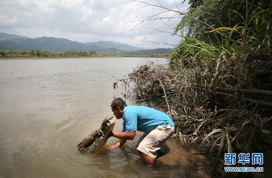 Versión real de“Cocodrilo Dundee” en Costa Rica