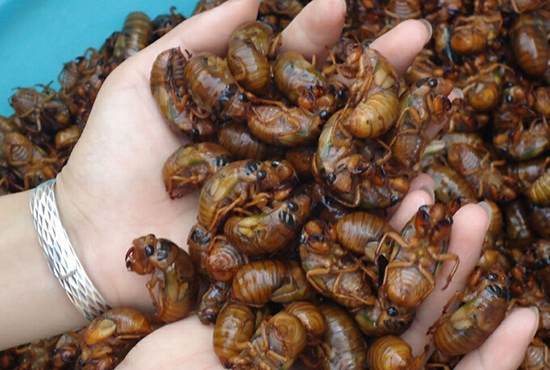 Es posible ganar 500 yuanes al día vendiendo cigarras