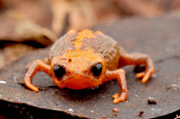 Descubren una nueva especie de sapo 
que mide sólo un centímetro