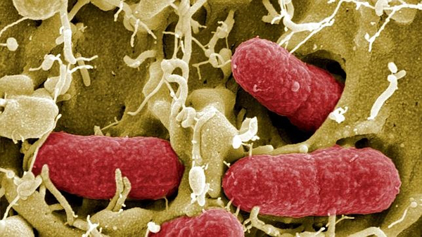 Crean anticuerpos a partir de bacterias