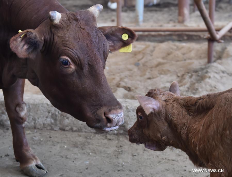 Vaca clonada da a luz un becerro sano