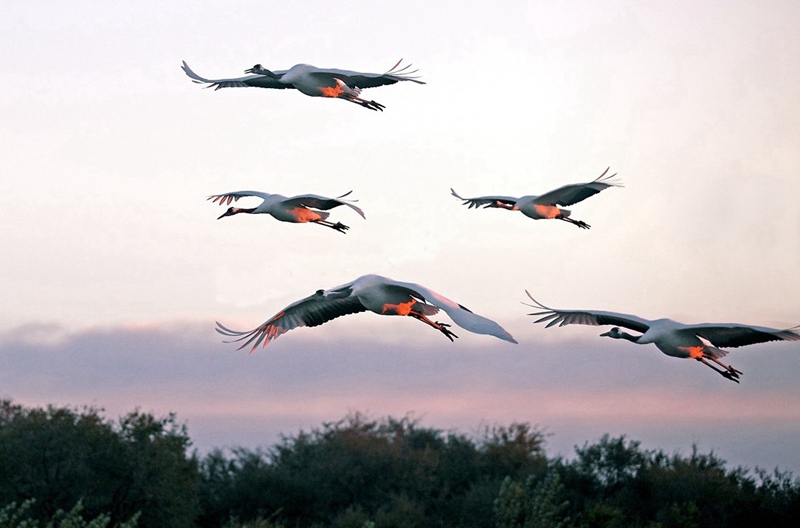 Reserva Natural Nacional Xianghai, paraíso de las aves 