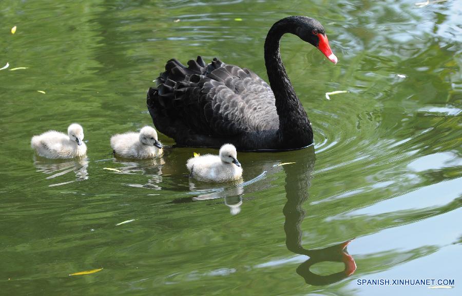 Hermosos cisnes en Zoo de Suzhou, Jiangsu