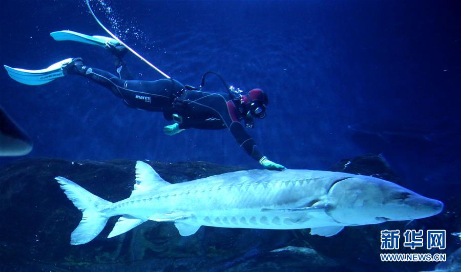 El 15 de noviembre de 2015 apareció un gigante esturión chino salvaje herido en la cuenca del río Yangtze. El pez está siendo tratado en el acuario de Pekín.