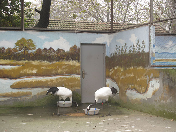 Nuevos decorados atraen más visitantes al zoológico de Chengdu