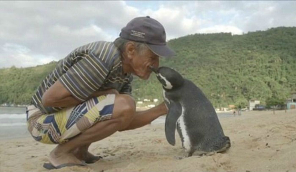 El pingüino que viaja miles de kilómetros
para visitar al hombre que lo salvó