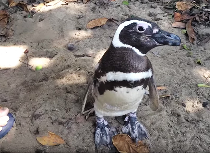 Pingüino nada 8.000 km cada a?o para visitar a su salvador brasile?o