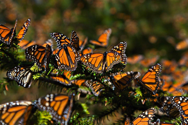 La Mariposa Monarca, uno de los referentes 
para medir el cambio climático