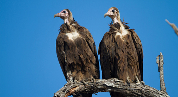 Pareja de 