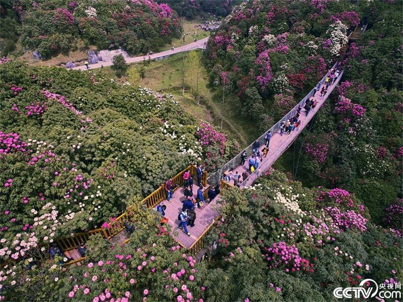 Un mar de azaleas en la provincia de Guizhou