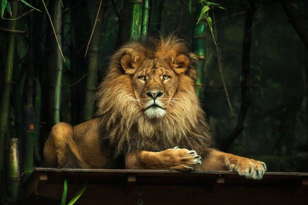 Imágenes impresionantes de animales bajo lentes de Arthur Xanthopoulos