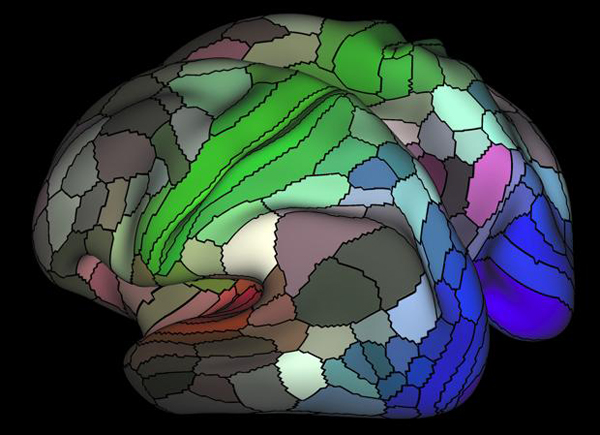 Nuevo mapa cerebral duplica las regiones conocidas