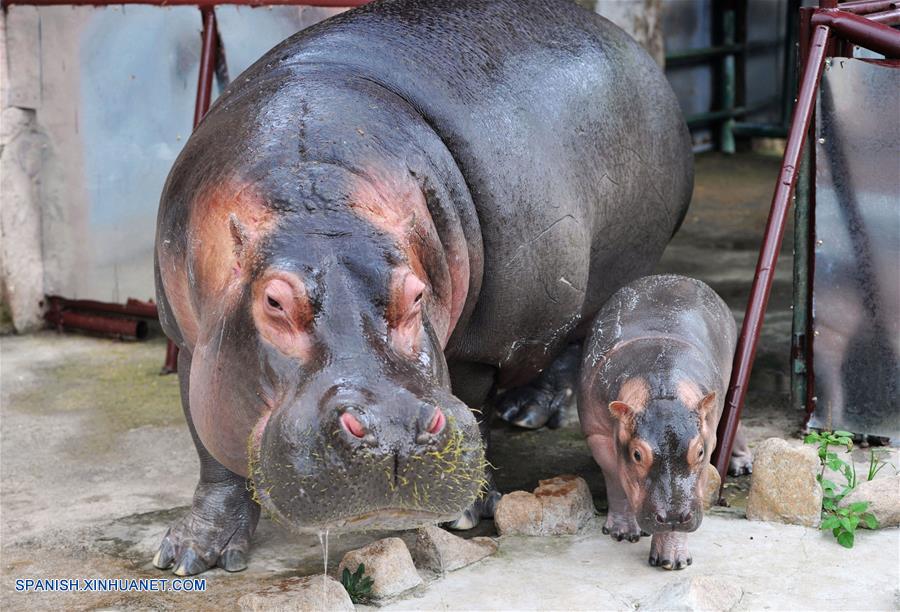 Shangdong: Hipopótamos en Bosque de Vida Salvaje Mundial Qingdao