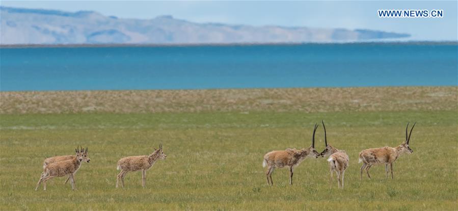 El número de antílopes tibetanos alcanza los 200.000 en Nagqu