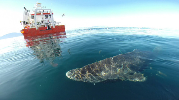 Descubren el vertebrado más viejo de la Tierra, un tiburón de casi 400 a?os