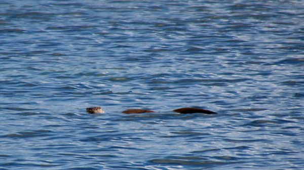 Descubren la verdad sobre el monstruo del lago Ness