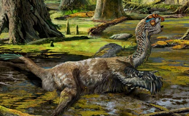 Hallan en China una nueva especie de dinosaurio emplumado