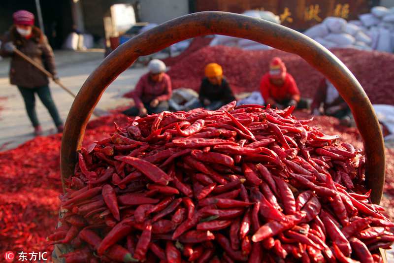 La cosecha de la pimienta ti?e de rojo a Shanxi