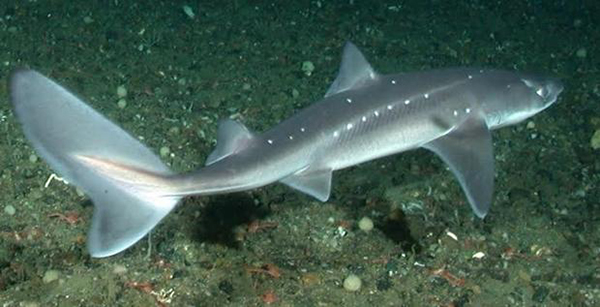 Los tiburones podrían tener la clave para prevenir los síntomas del Parkinson