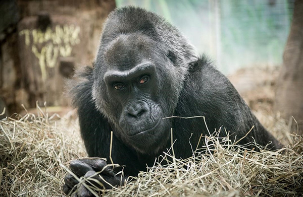 Fallece a los 60 a?os el primer gorila nacido en un zoológico