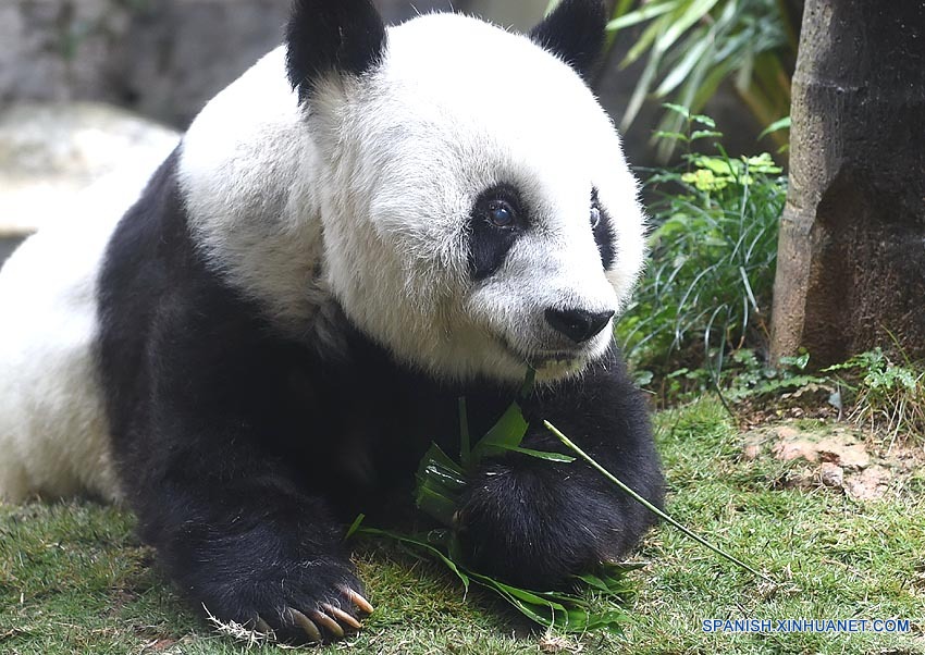 La mayor panda viva cautiva celebra su 37o cumplea?os