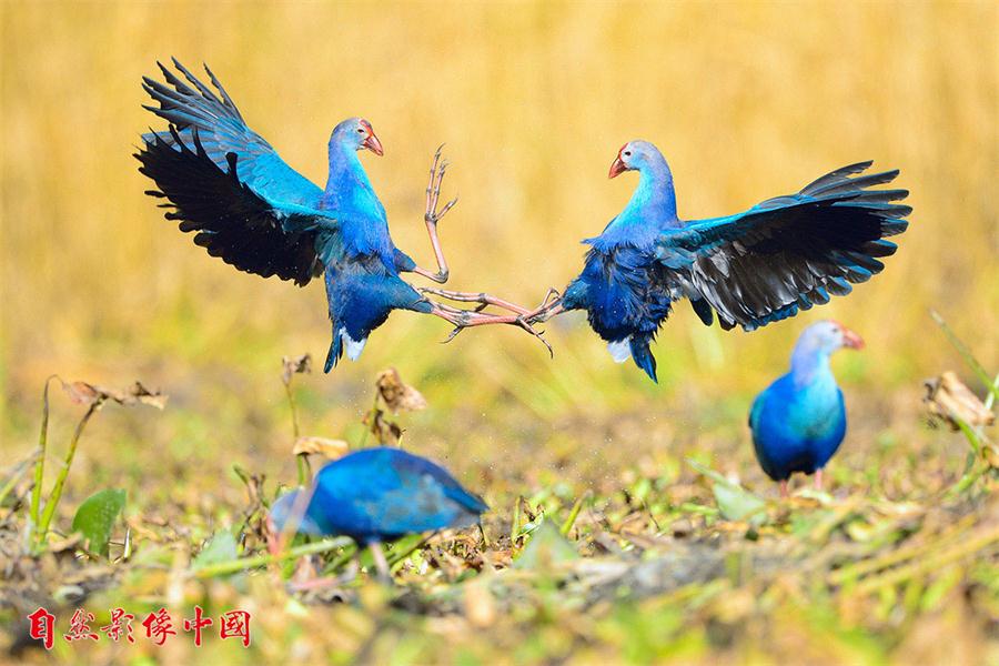 En el A?o del Gallo las aves silvestres de China exhiben su belleza 