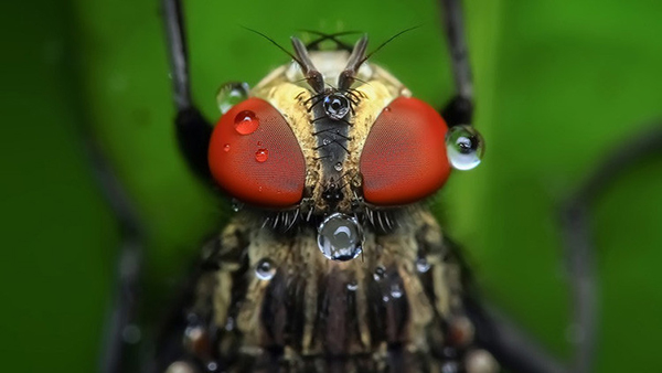 Crean una tecnología genética que podría destruir toda una especie de organismos en la Tierra