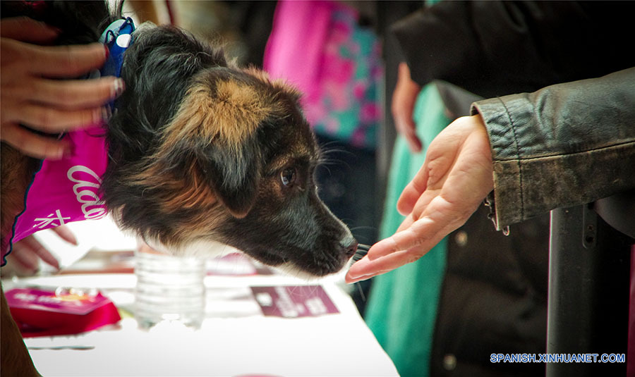 Los perros esperando a encontrar un dulce hogar. A pesar de sus experiencias mayormente tristes, ellos siguen confiados en los seres humanos después de ser rescatados de los criminales o de la calle. (foto: El Día de la Adopción de Beijing)