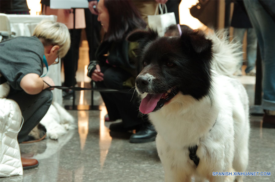 Los perros esperando a encontrar un dulce hogar. A pesar de sus experiencias mayormente tristes, ellos siguen confiados en los seres humanos después de ser rescatados de los criminales o de la calle. (foto: El Día de la Adopción de Beijing)