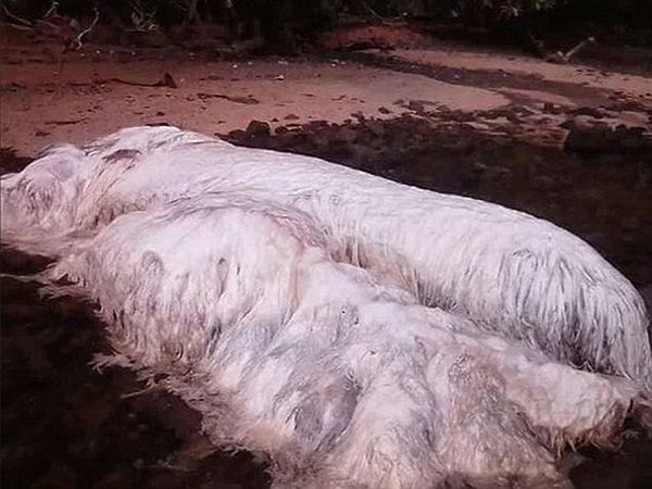 Un horrible monstruo marino conquista la costa de Filipinas