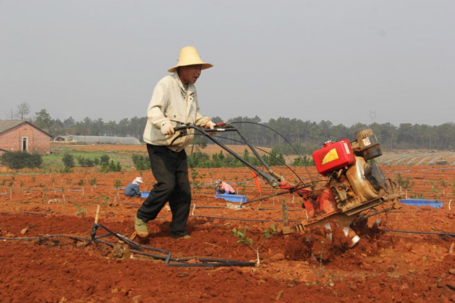 El 9 de marzo, unos agricultores de la aldea Shiqiao de Enjiang, en el condado Yongfeng de la provincia de Jiangxi, trabajan en la granja familiar Xintiandi. Actualmente, la granja ha establecido una plataforma de marketing perfecta, y a través del modelo "empresa+ granja + familia pobre", han establecido vínculos de interés con los hogares pobres,clasificado la implementación de las normativasy ayudado con precisión a aliviar la pobreza. 