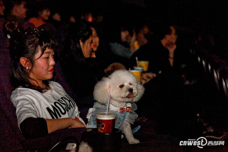 Due?os de perros en Xi′an llevan a sus amigos peludos al cine