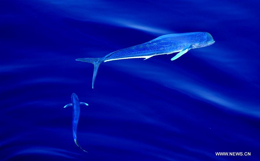 Los hermosos Mahi-mahi son fotografiados durante la nueva expedición en el Mar Meridional de China