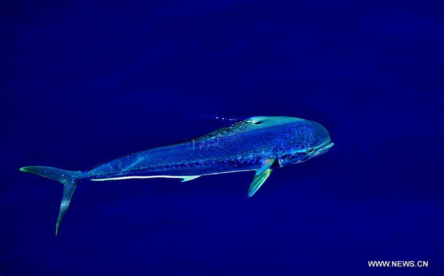 Los hermosos Mahi-mahi son fotografiados durante la nueva expedición en el Mar Meridional de China